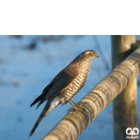 گونه قرقی Eurasian Sparrowhawk